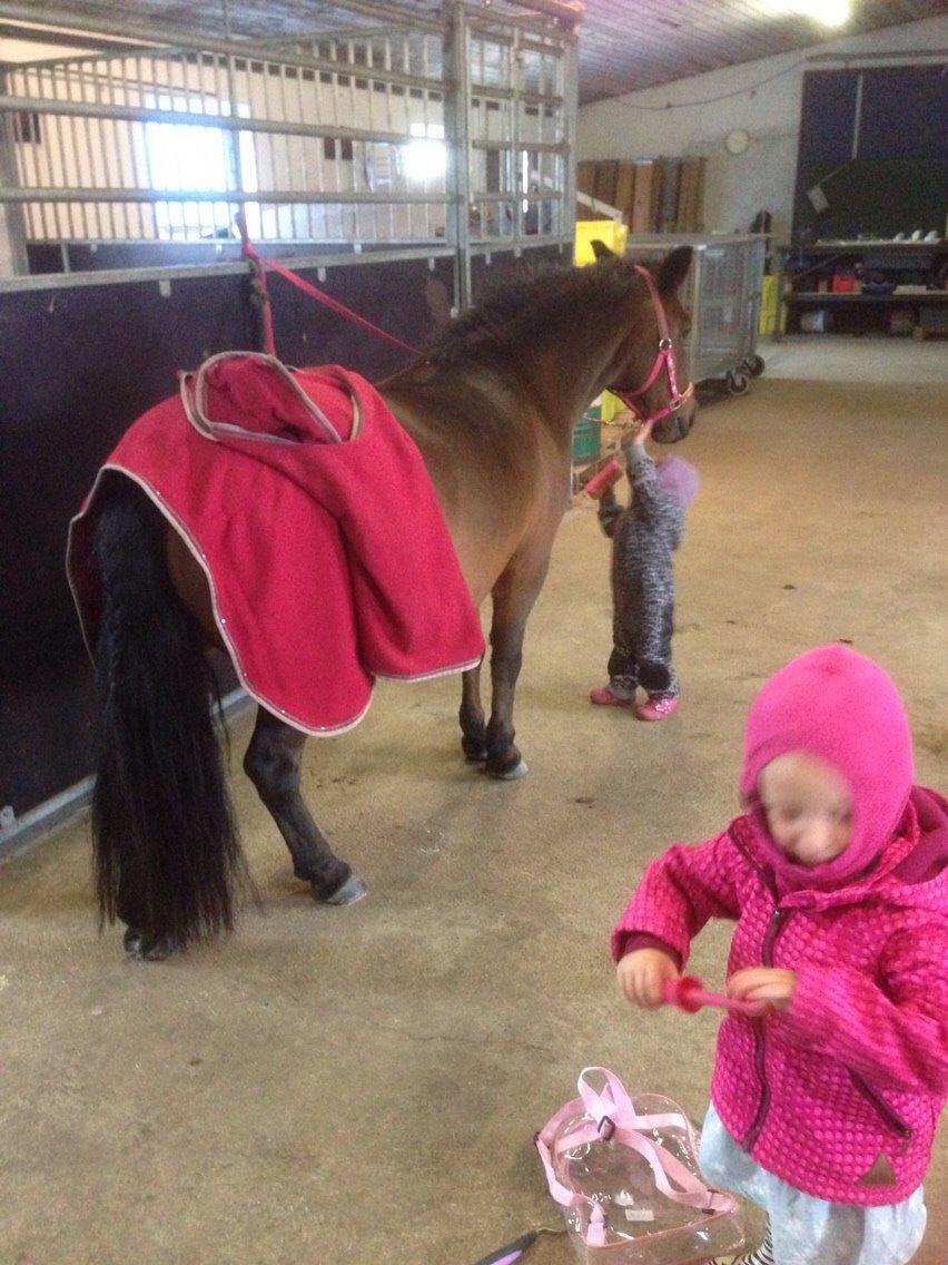 Anden særlig race Sjoko ( sjocho ) billede 14