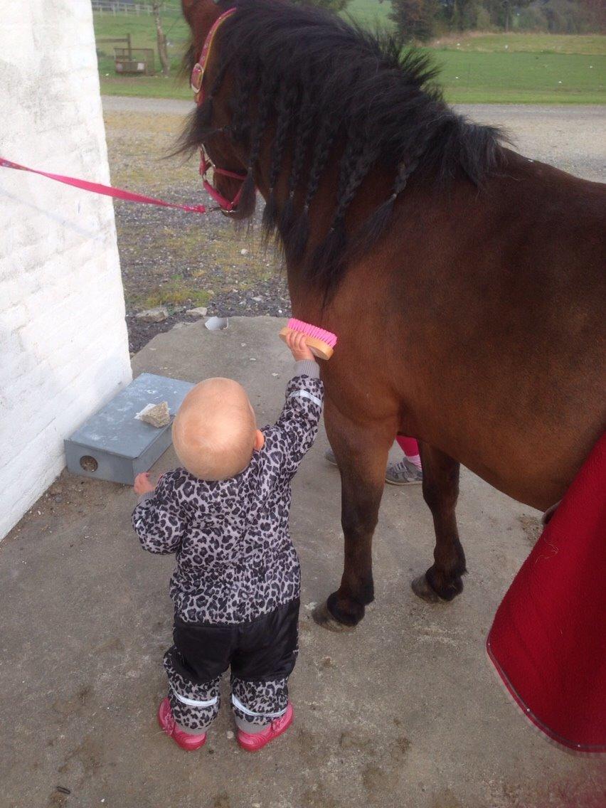 Anden særlig race Sjoko ( sjocho ) billede 16
