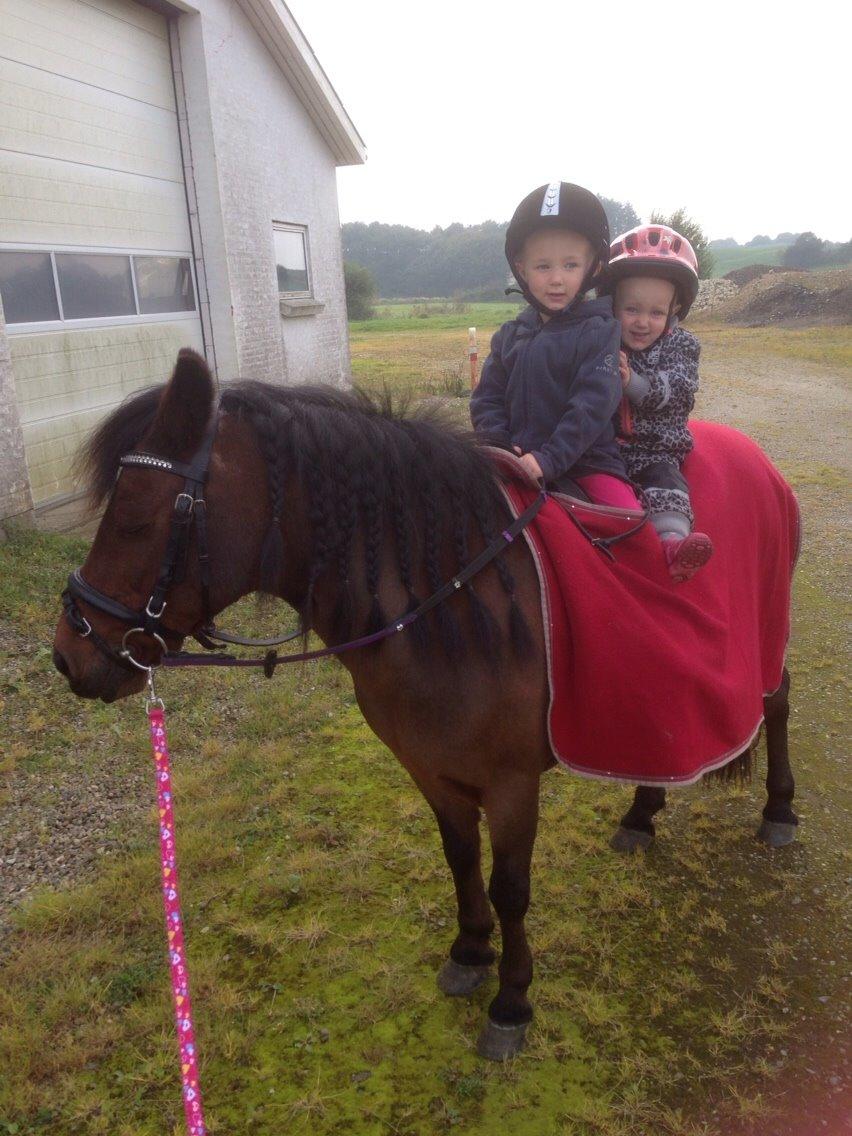 Anden særlig race Sjoko ( sjocho ) billede 15