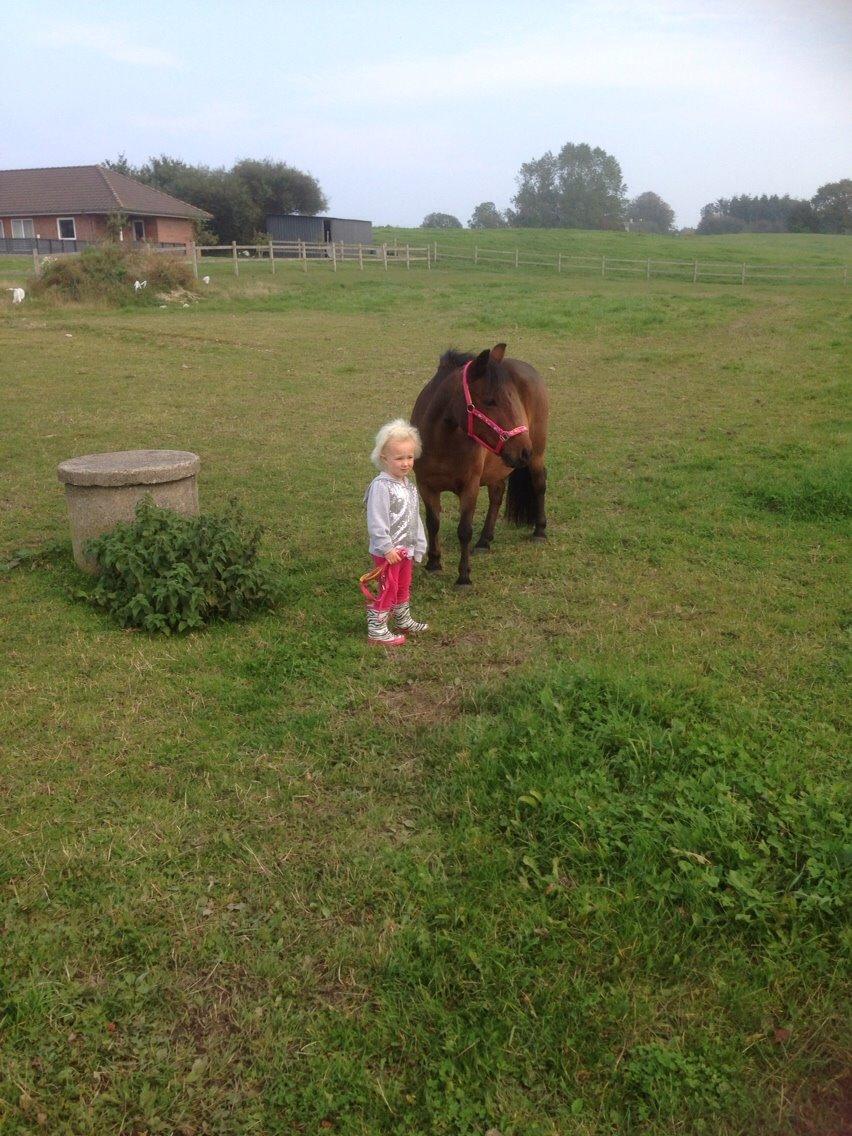 Anden særlig race Sjoko ( sjocho ) billede 17