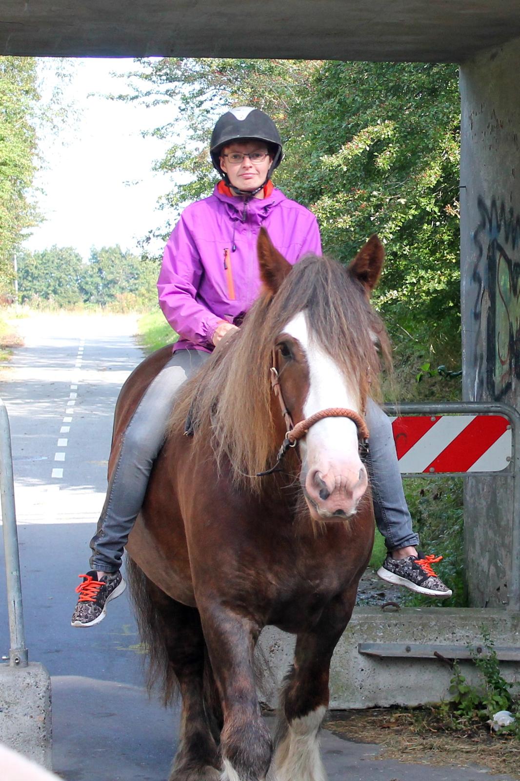 Irish Cob Troelsegaardens Caffrey (Joey) - 11/09-15 billede 12