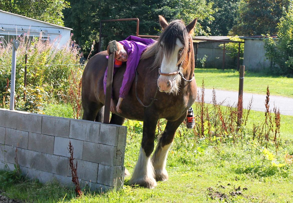 Irish Cob Troelsegaardens Caffrey (Joey) - 11/09-15 "Hvaeh.. Hvad laver du?" billede 14
