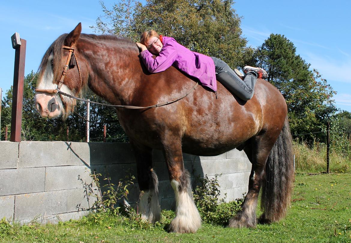 Irish Cob Troelsegaardens Caffrey (Joey) - 11/09-15 billede 13