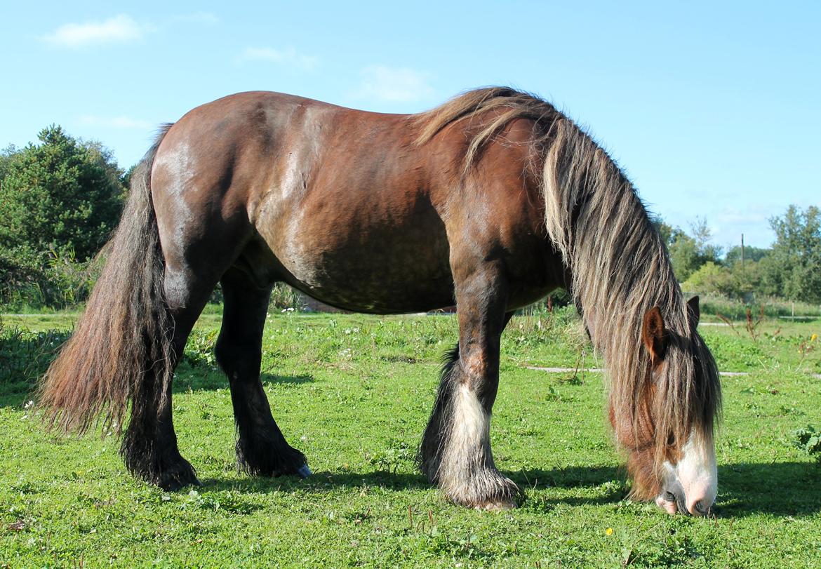 Irish Cob Troelsegaardens Caffrey (Joey) - 19/09-15 billede 16