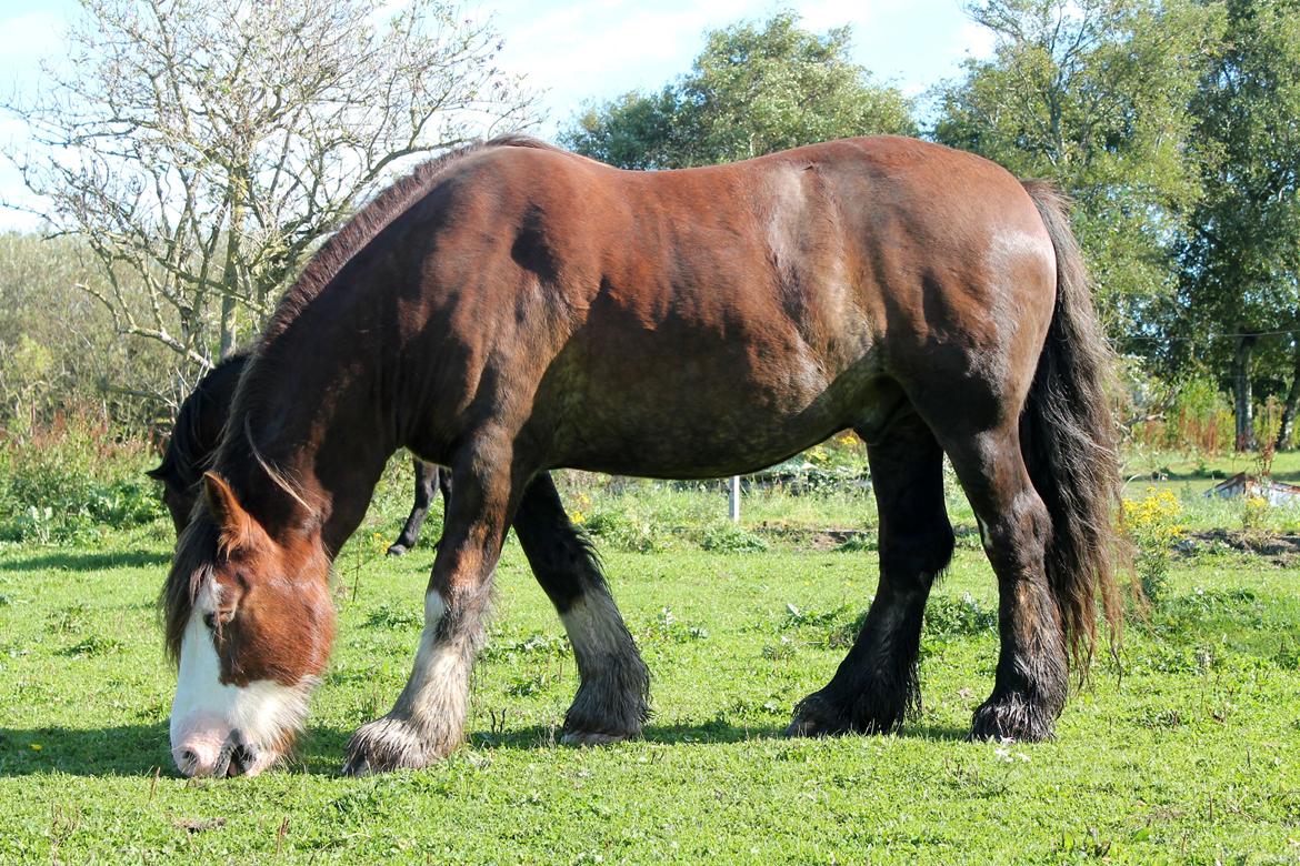 Irish Cob Troelsegaardens Caffrey (Joey) - 19/09-15 billede 15