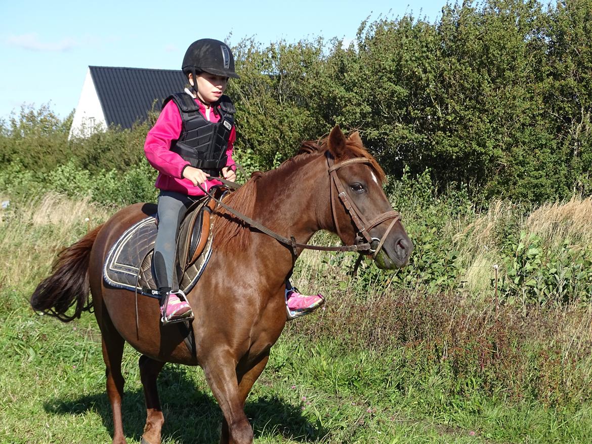 Anden særlig race Fiona billede 6