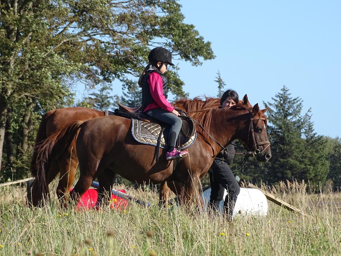 Anden særlig race Fiona billede 8