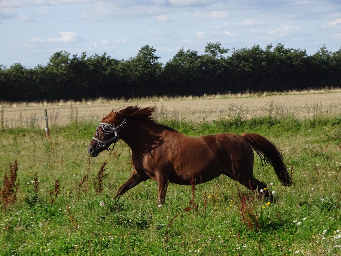 Anden særlig race Fiona billede 11