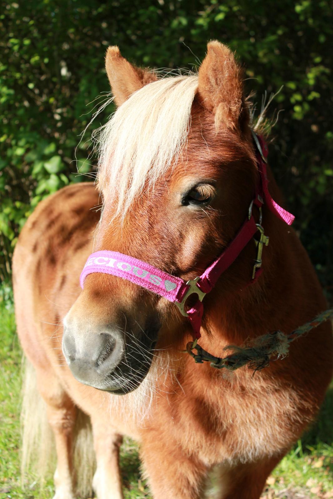 Shetlænder Donna - 19/09-15 billede 1