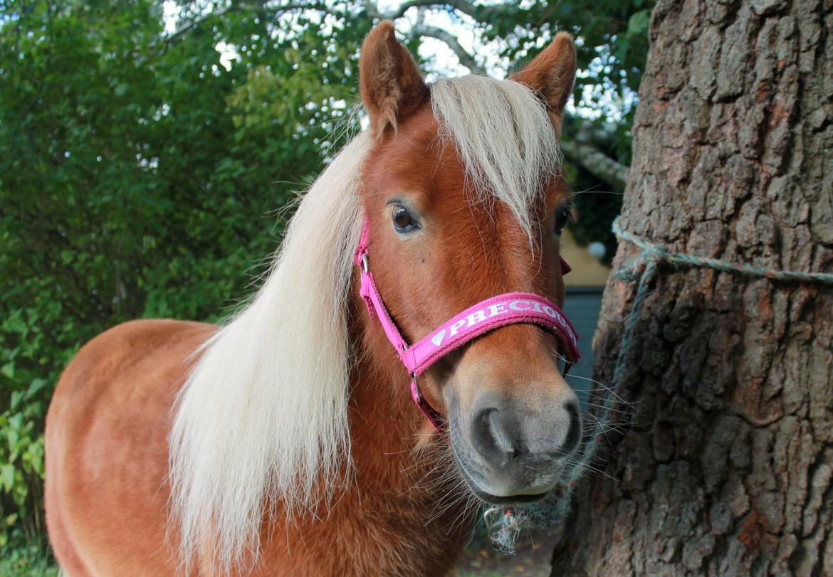 Shetlænder Donna - 19/09-15 billede 3