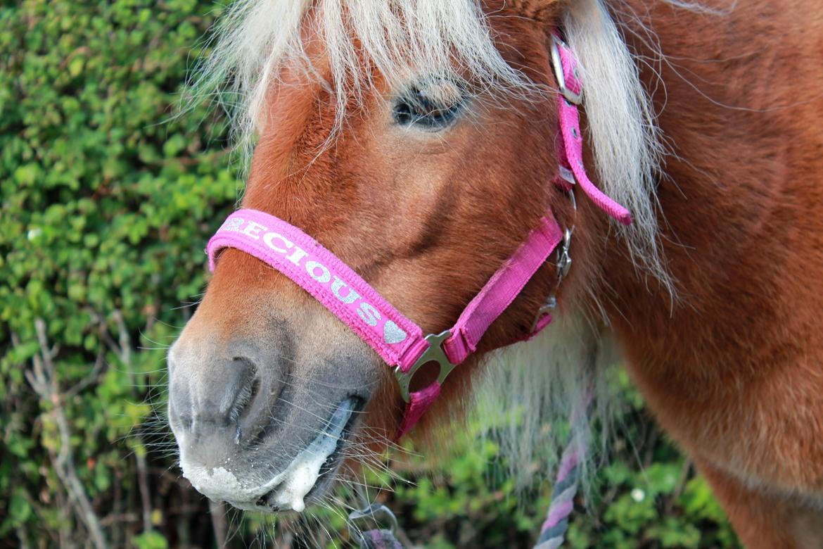 Shetlænder Donna billede 6