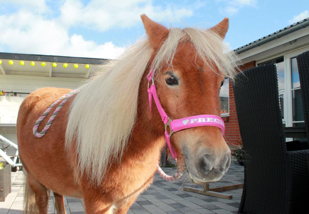 Shetlænder Donna billede 7