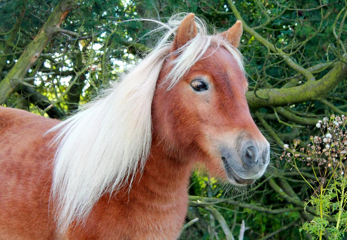 Shetlænder Donna billede 10