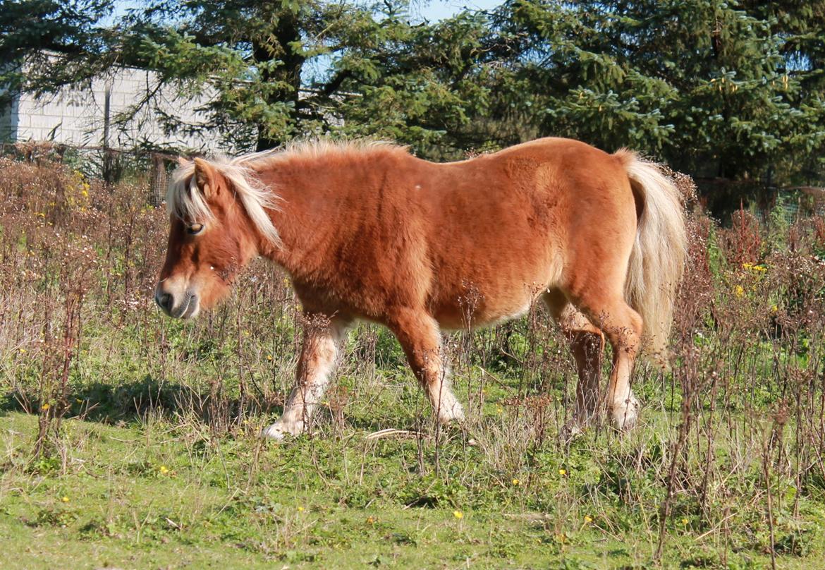 Shetlænder Donna billede 11