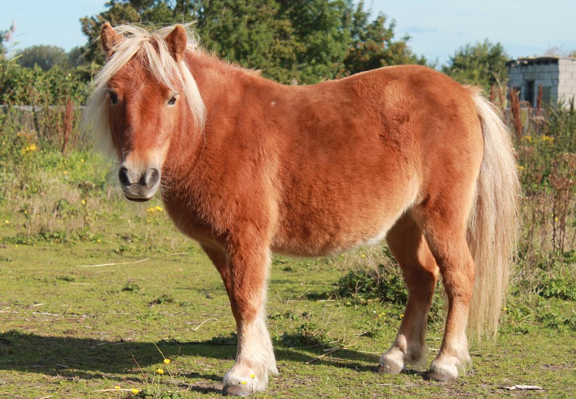 Shetlænder Donna billede 12