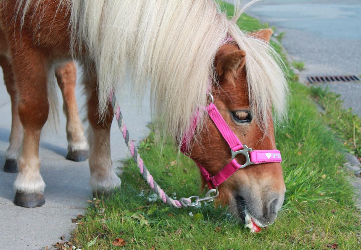 Shetlænder Donna billede 5