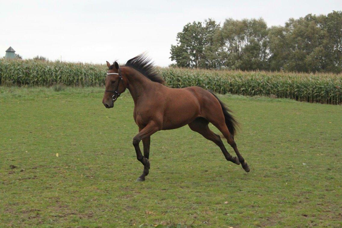 Traver Barbar Hornline (SE) (Deline) billede 2