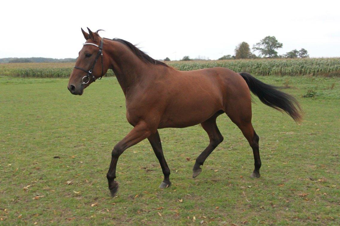 Traver Barbar Hornline (SE) (Deline) billede 1