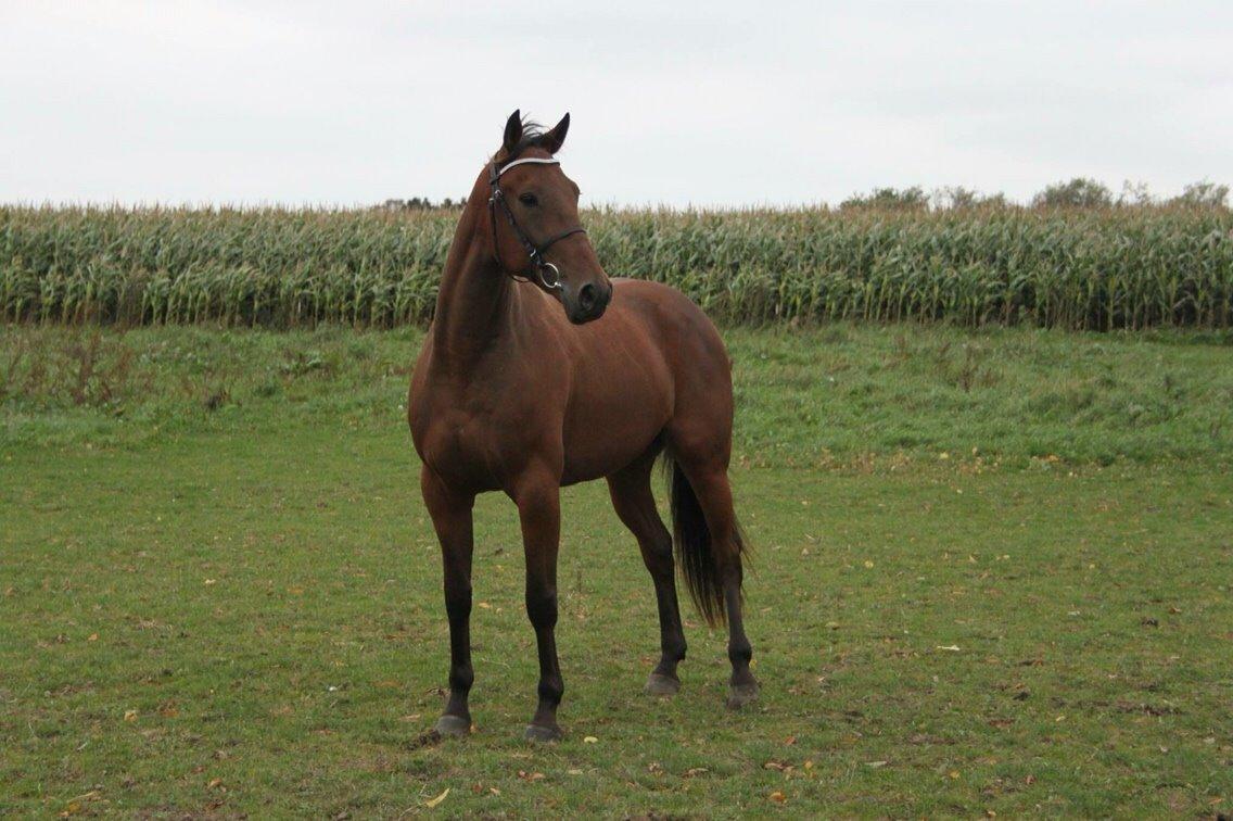 Traver Barbar Hornline (SE) (Deline) billede 3