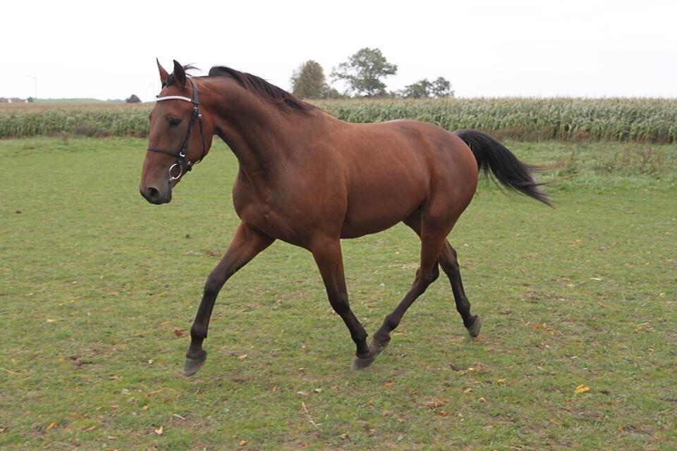 Traver Barbar Hornline (SE) (Deline) billede 5