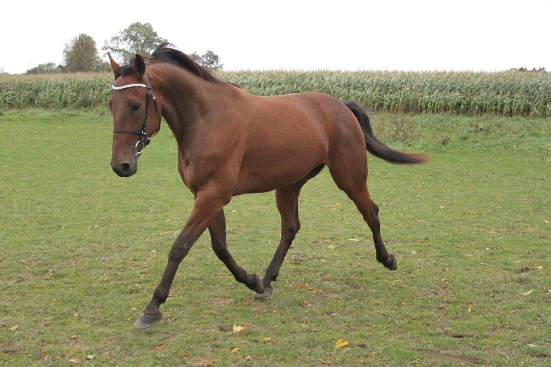 Traver Barbar Hornline (SE) (Deline) billede 4