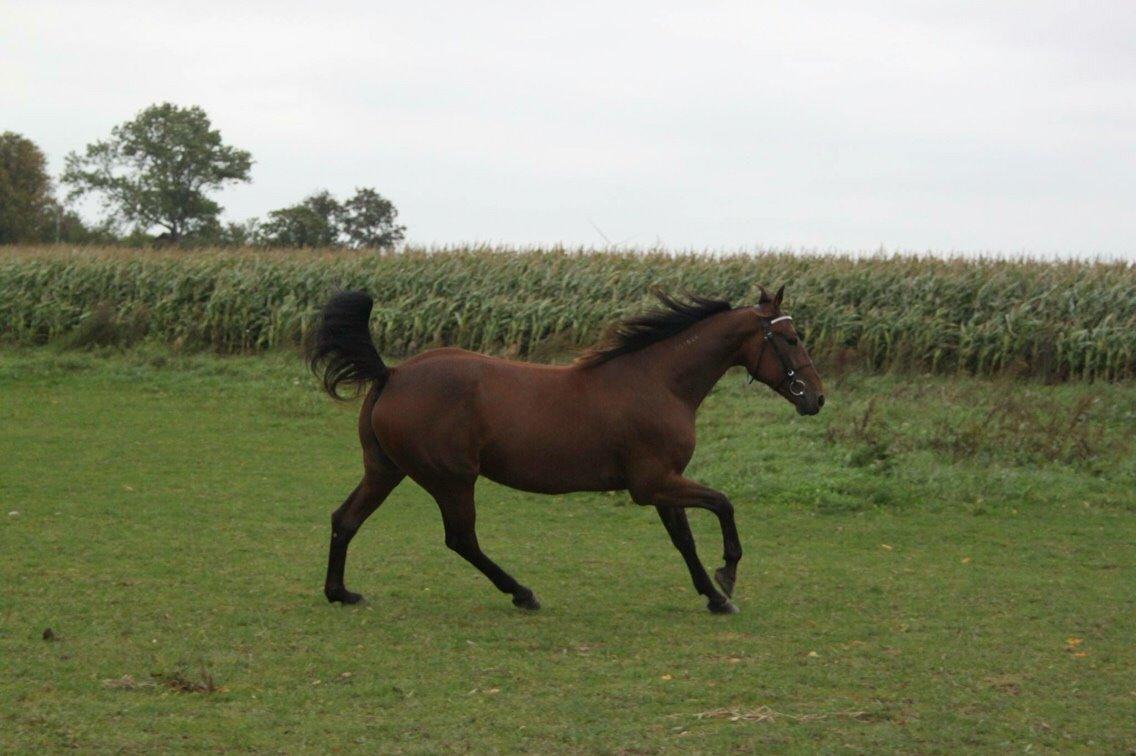 Traver Barbar Hornline (SE) (Deline) billede 6