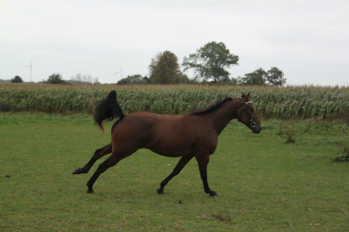 Traver Barbar Hornline (SE) (Deline) billede 7