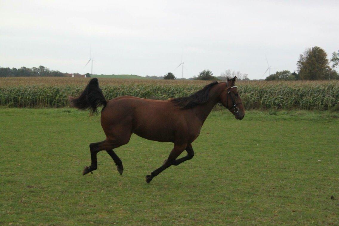 Traver Barbar Hornline (SE) (Deline) billede 8