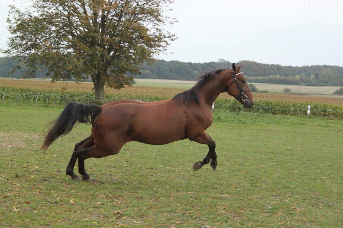 Traver Barbar Hornline (SE) (Deline) billede 9