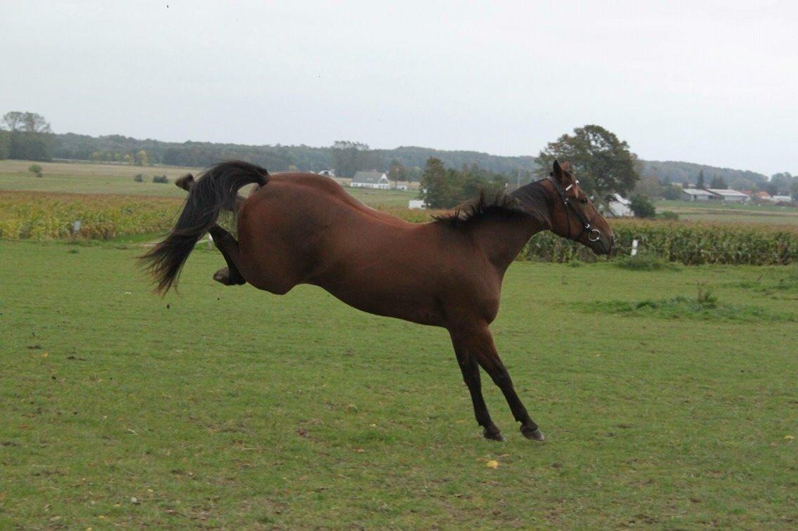 Traver Barbar Hornline (SE) (Deline) billede 10