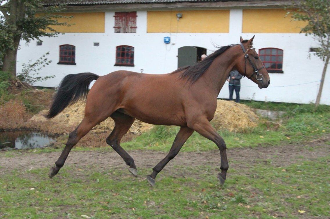 Traver Barbar Hornline (SE) (Deline) billede 11