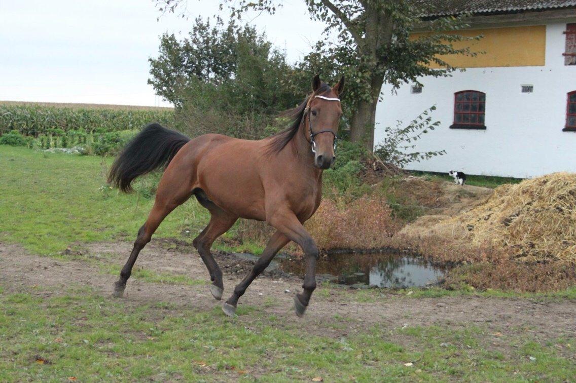 Traver Barbar Hornline (SE) (Deline) billede 12