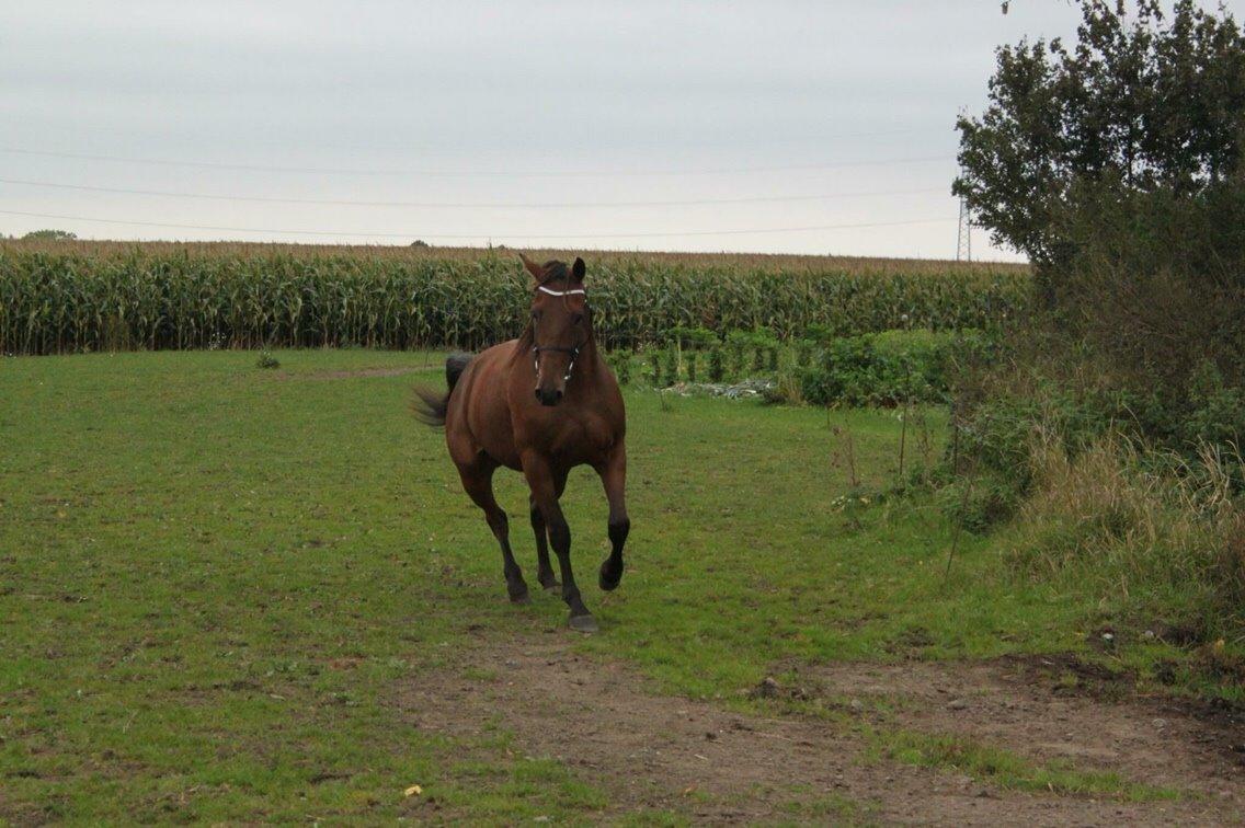 Traver Barbar Hornline (SE) (Deline) billede 13