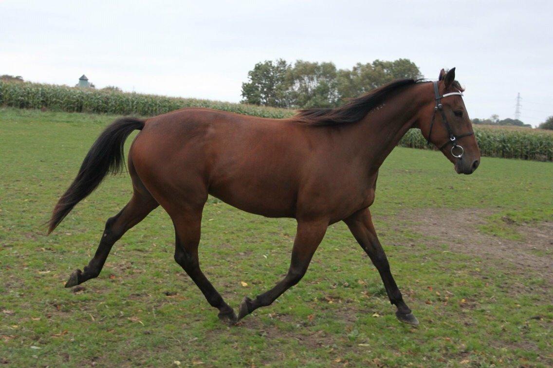 Traver Barbar Hornline (SE) (Deline) billede 14