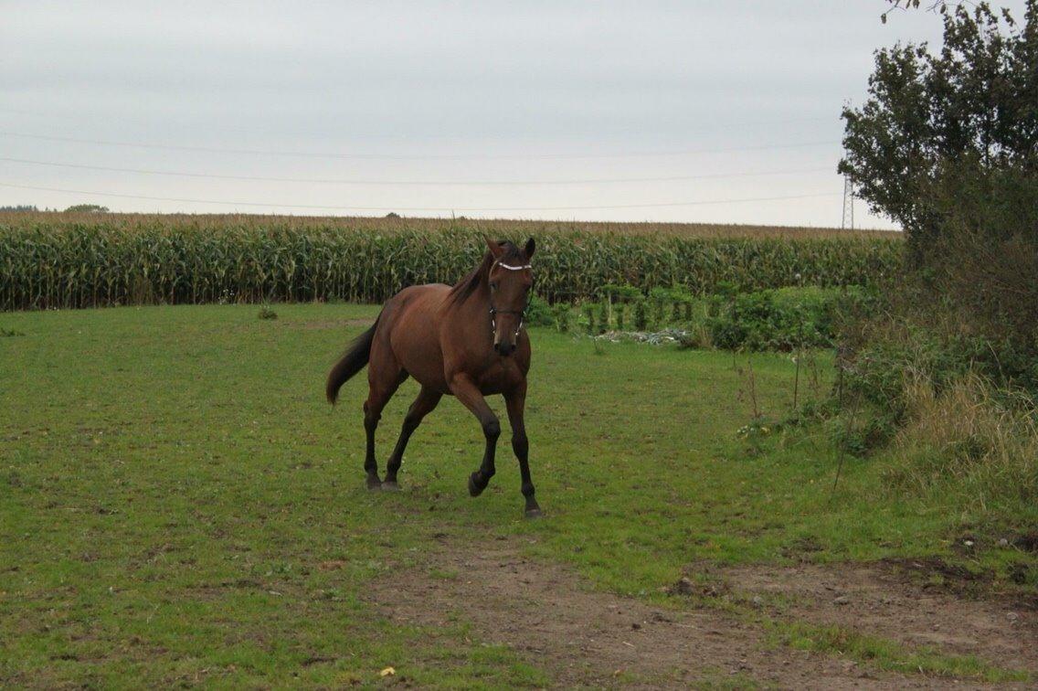 Traver Barbar Hornline (SE) (Deline) billede 15