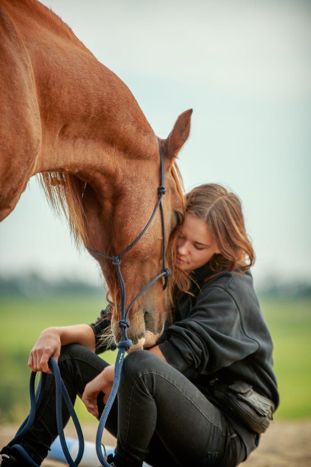 Welsh Cob (sec D) H-S Charles - 4. oktober 2015 - Ro... <3 billede 16