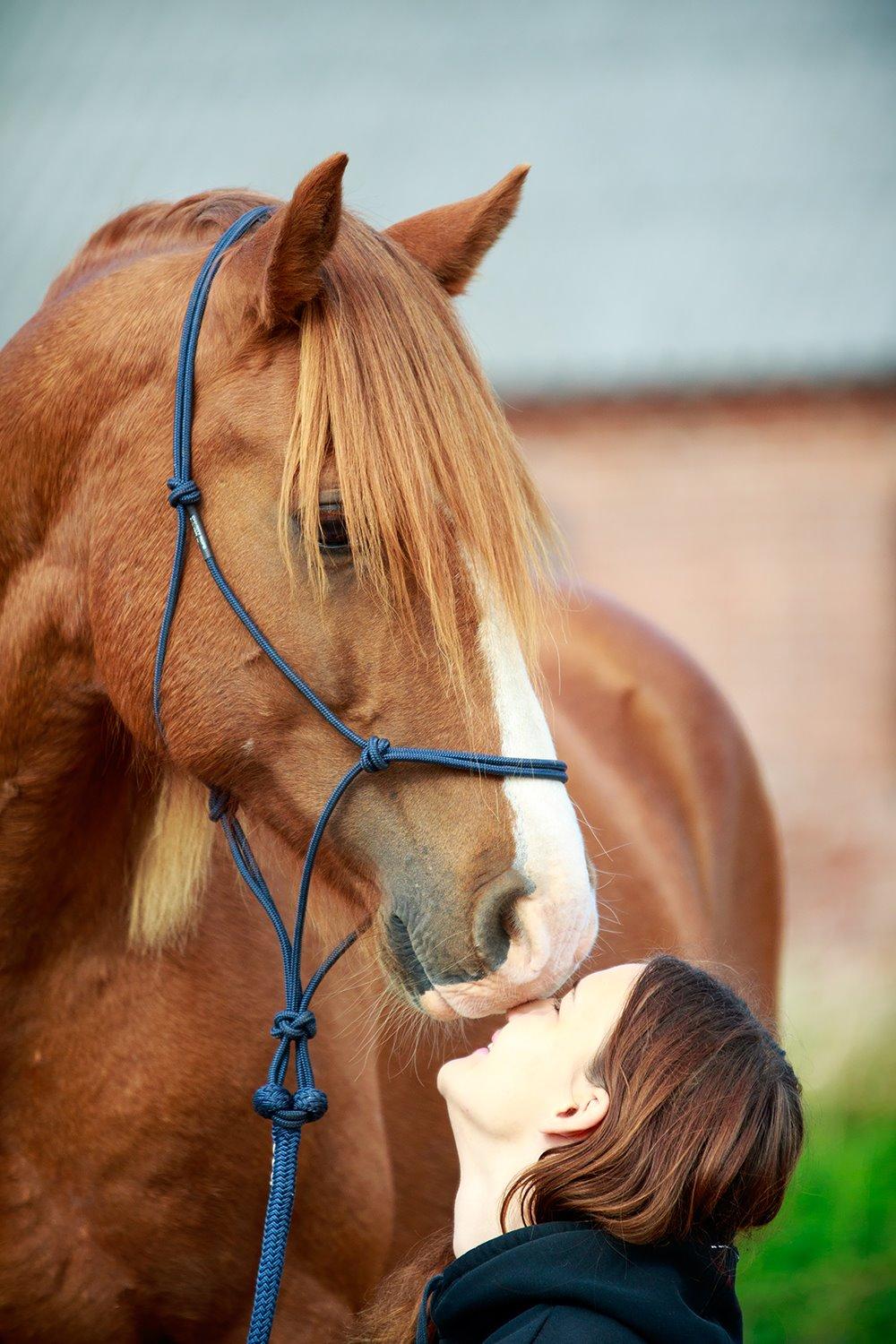 Welsh Cob (sec D) H-S Charles - 4. oktober 2015 - Min dejlige, næseduttende ven. <3 billede 3