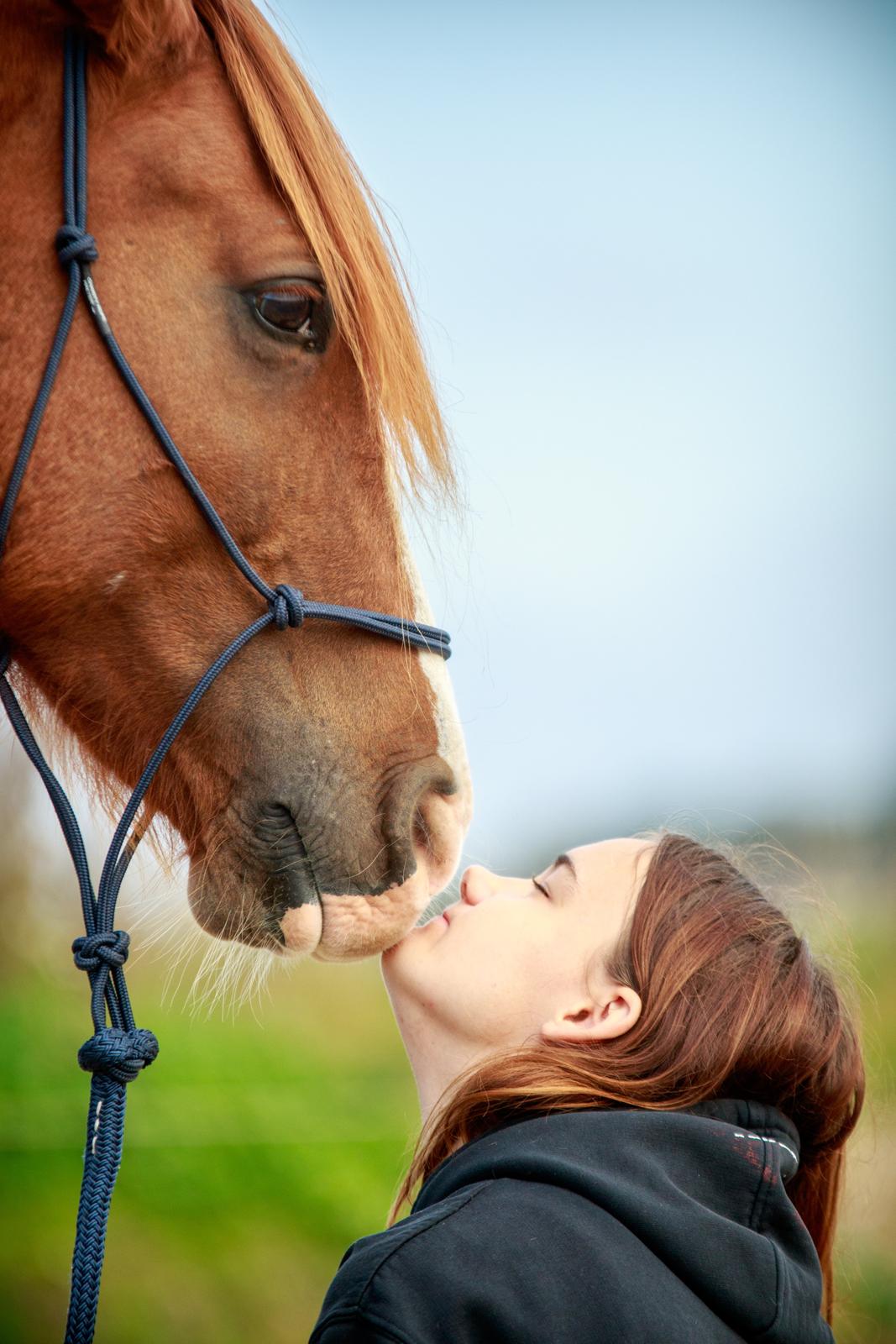 Welsh Cob (sec D) H-S Charles - 4. oktober 2015 billede 5