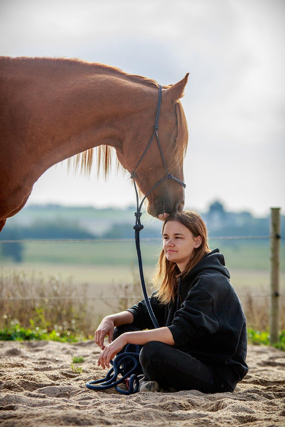 Welsh Cob (sec D) H-S Charles - 4. oktober 2015 billede 6