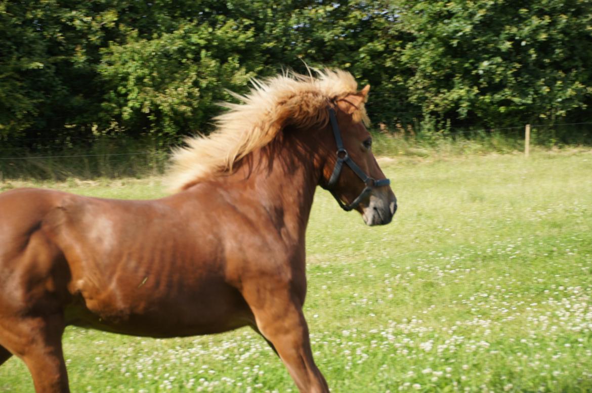 Islænder Sólfari fra Hjermind - Taget d. 18. juli 2015 billede 22