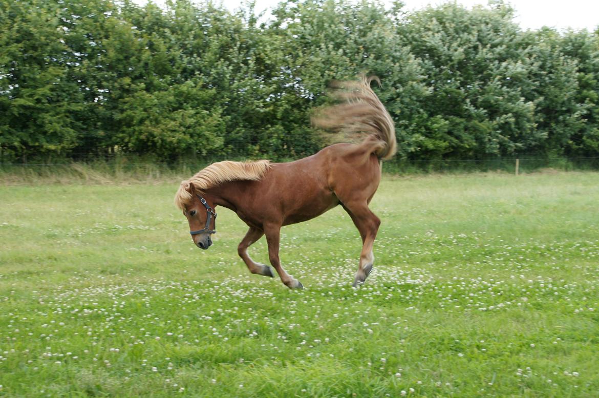 Islænder Sólfari fra Hjermind - Taget d. 18. juli 2015 billede 1