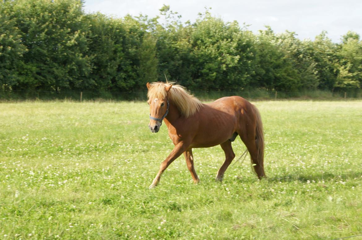 Islænder Sólfari fra Hjermind - Taget d. 18. juli 2015 billede 24