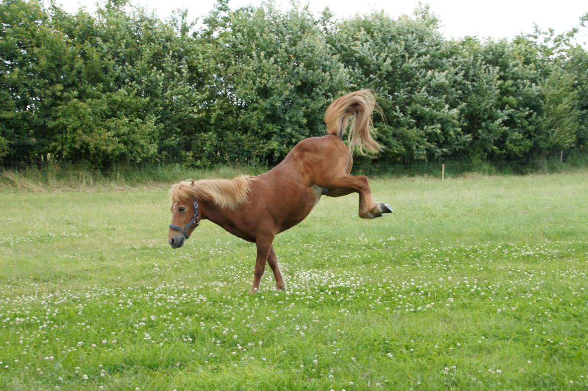 Islænder Sólfari fra Hjermind - Taget d. 18. juli 2015 billede 23