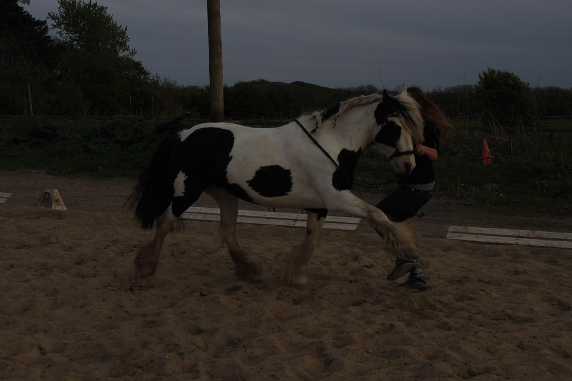 Irish Cob Willow Of Titans billede 21