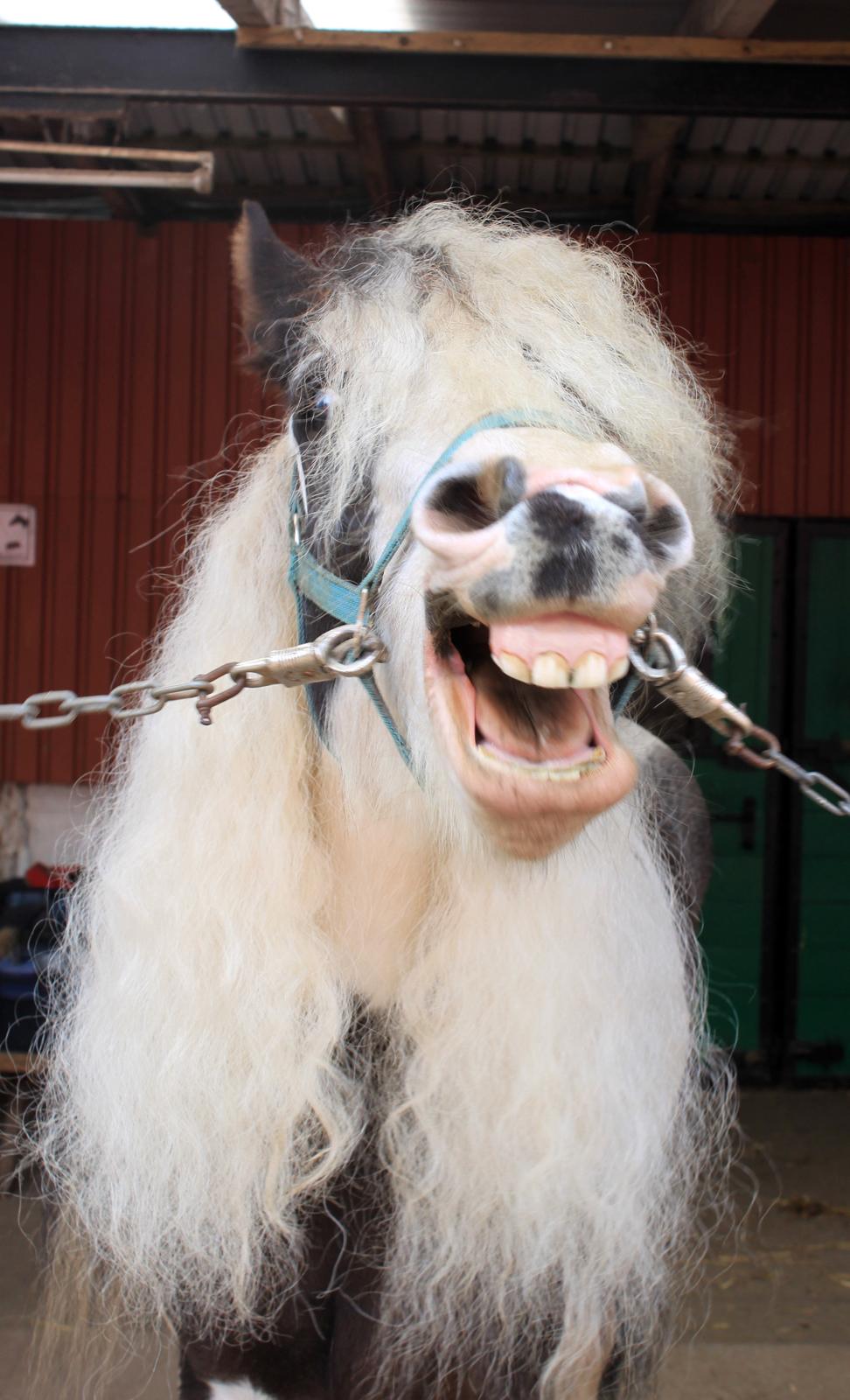 Irish Cob Willow Of Titans billede 25