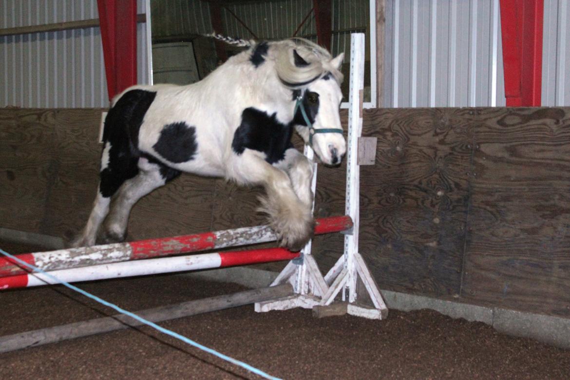 Irish Cob Willow Of Titans billede 26