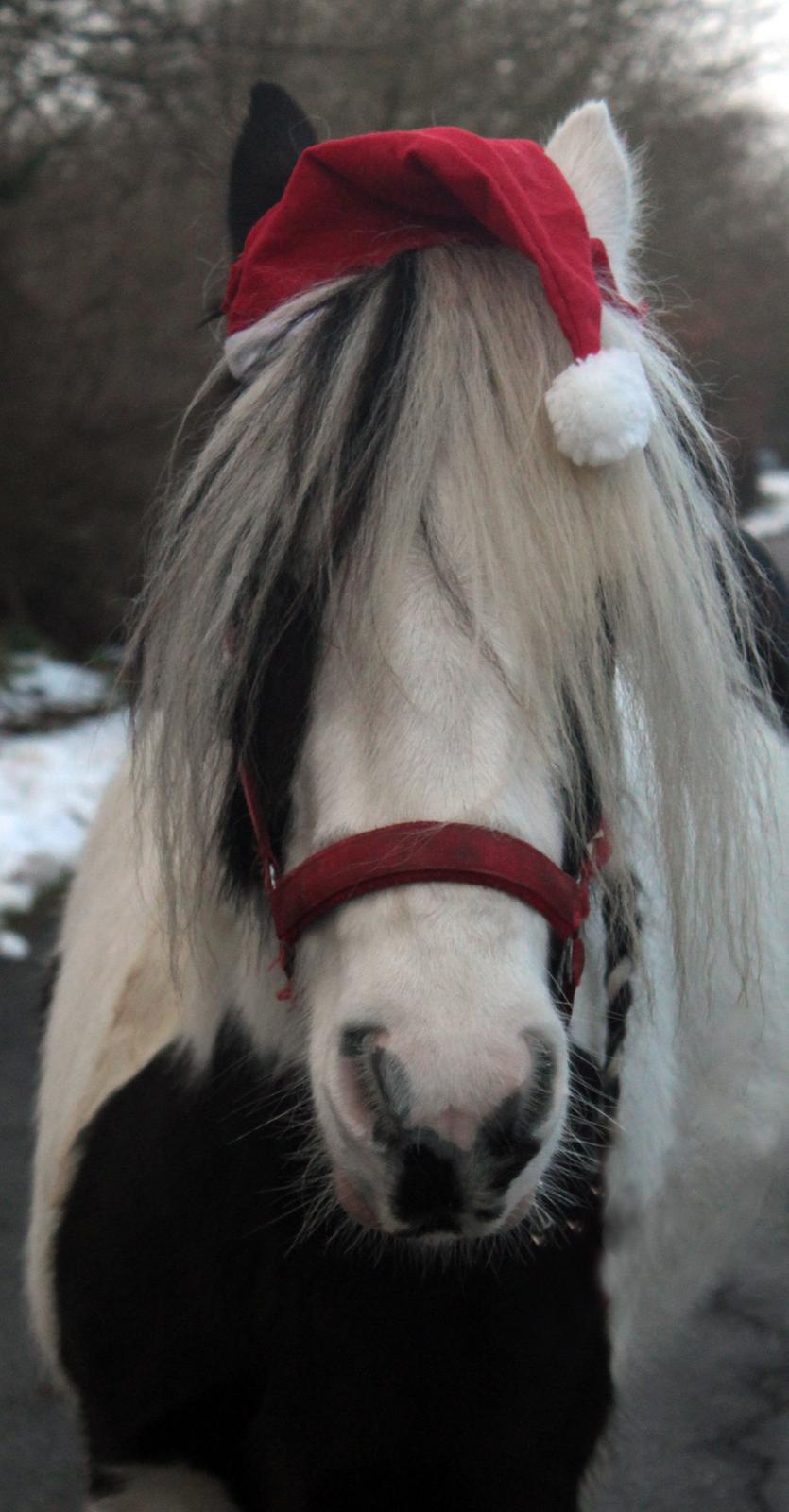 Irish Cob Willow Of Titans billede 27