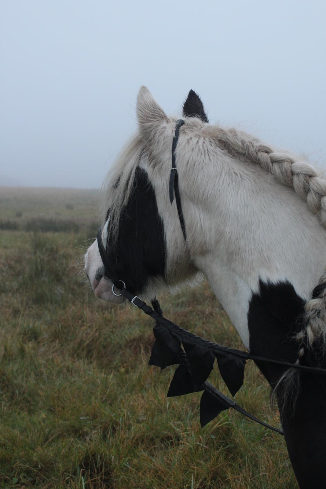 Irish Cob Willow Of Titans billede 30