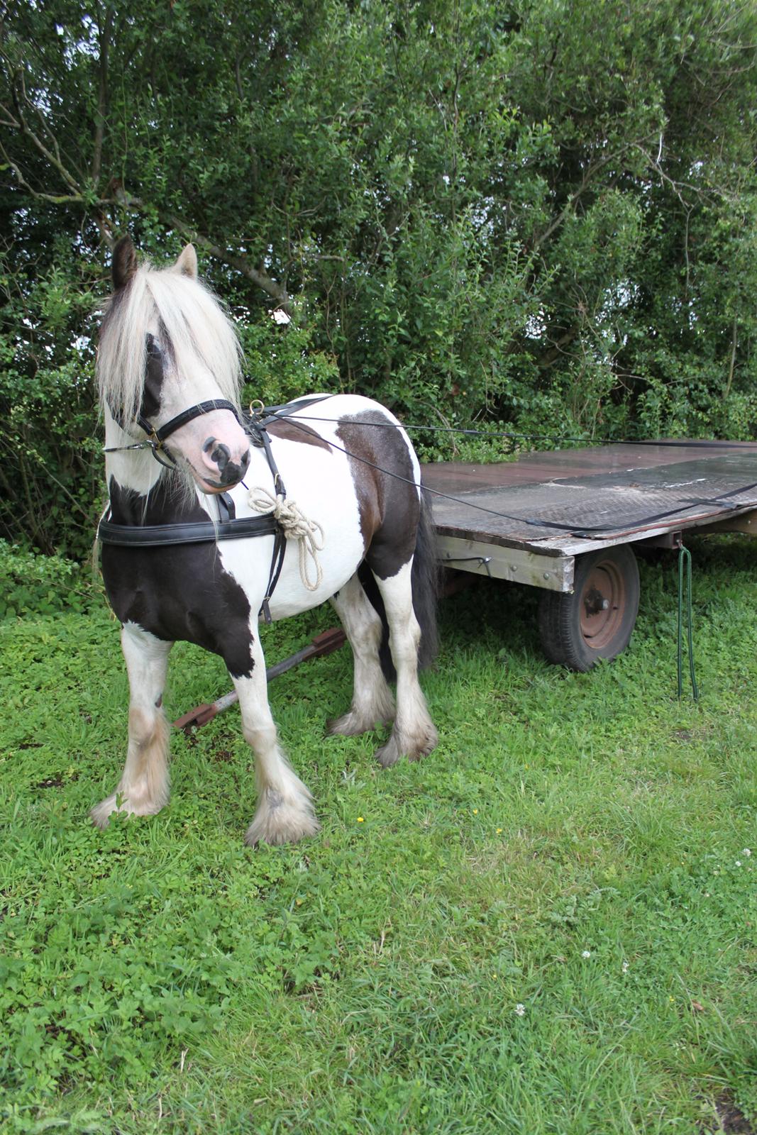 Irish Cob Willow Of Titans billede 33