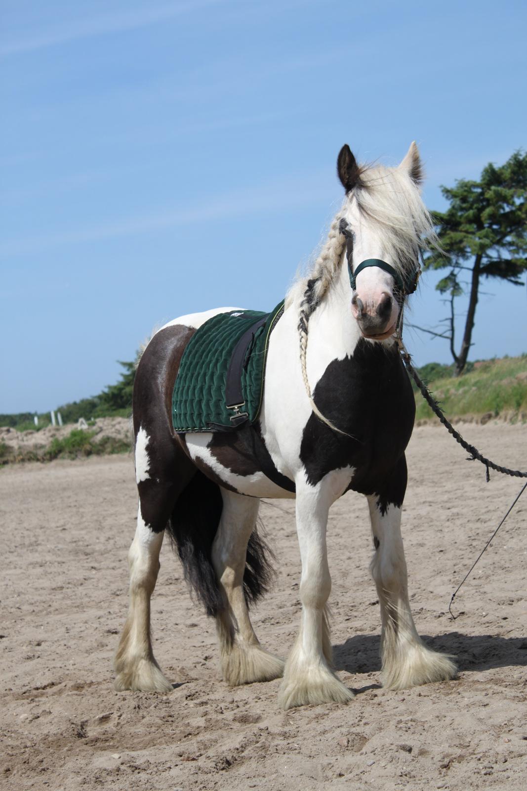 Irish Cob Willow Of Titans billede 34